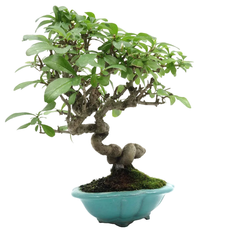 Shohin Bonsai d'extérieur Ligustrum obtusifolium pot bleu 17 cm, hauteur 25 cm