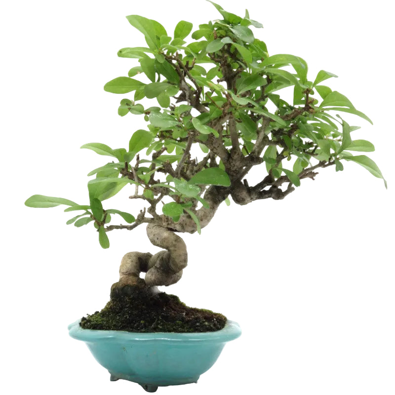 Shohin Bonsai d'extérieur Ligustrum obtusifolium pot bleu 17 cm, hauteur 25 cm