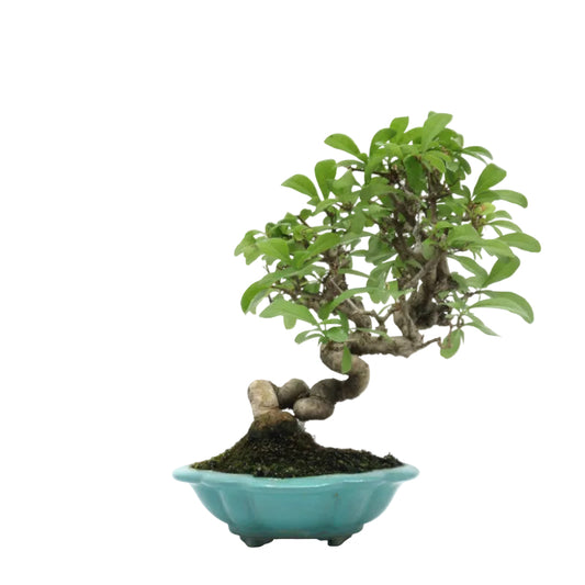 Shohin Bonsai d'extérieur Ligustrum obtusifolium pot bleu 17 cm, hauteur 25 cm