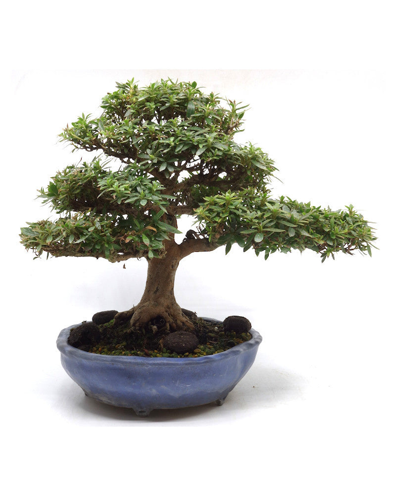 Bonsaï d'extérieur Rhododendron 'Kinsai' pot de lotus bleu 22cm, hauteur 30cm