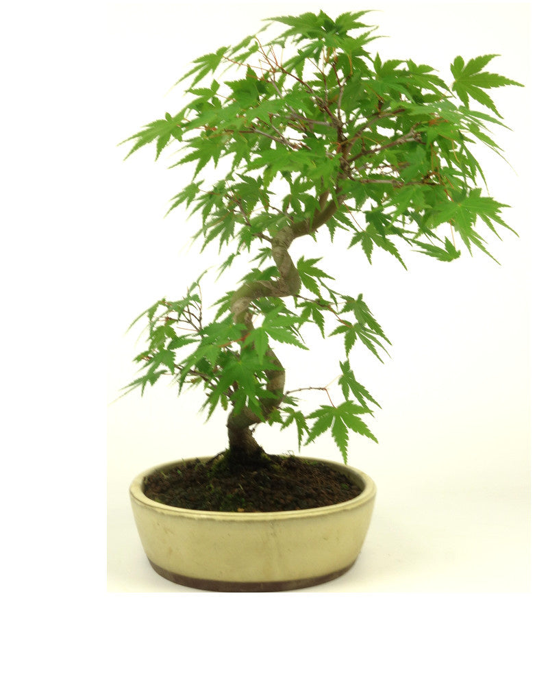 Bonsaï d'extérieur Acer palmatum pot ovale crème 20 cm, hauteur ~36 cm