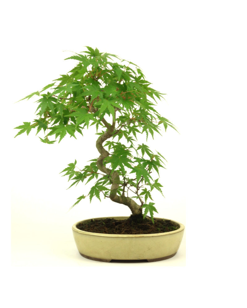 Bonsaï d'extérieur Acer palmatum pot ovale crème 20 cm, hauteur ~36 cm