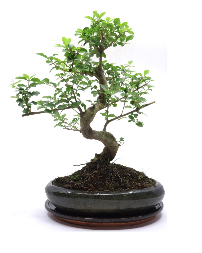 Bonsaï d'intérieur Ligustrum sinensis, pot ovale vert de 29 cm, hauteur ~ 45 cm