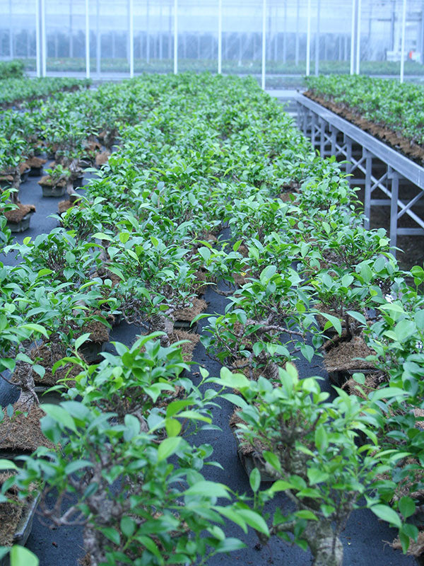 Bonsaï d'intérieur Ficus retusa forme pot rectangulaire vert 20 cm, hauteur ~ 36 cm