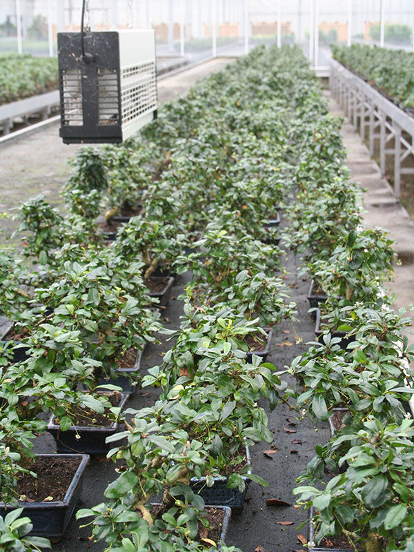 Bonsaï d'intérieur Carmona forme pot rectangulaire vert 20 cm, hauteur ~30 cm