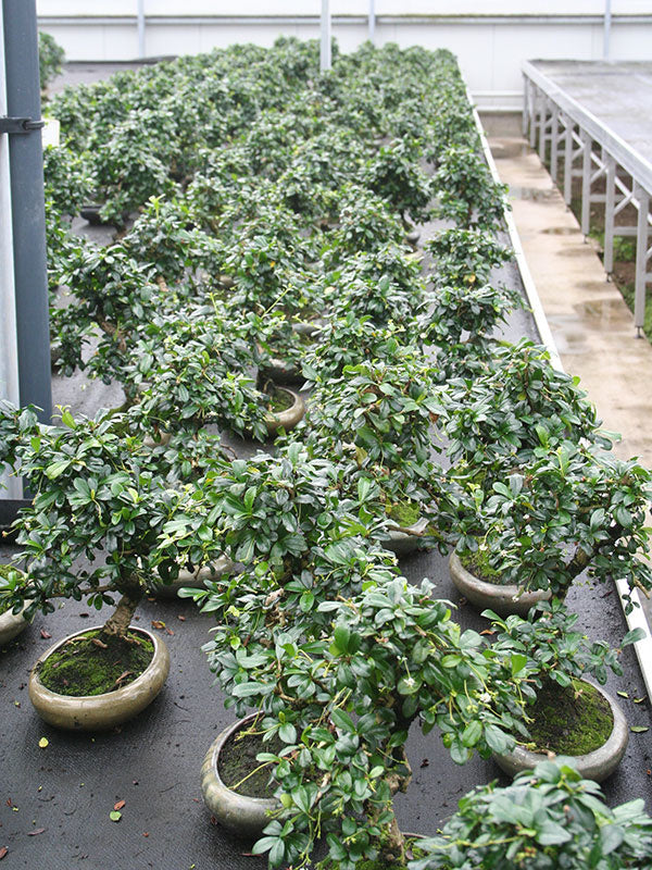 Bonsaï d'intérieur Carmona microphylla, pot ovale vert 24 cm, hauteur ~33 cm