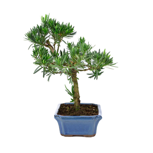 Podocarpus macrophylla pot bleu 24 cm, hauteur ~42 cm