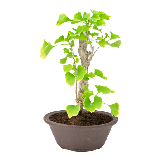 Ginkgo biloba pot rond brun 25 cm, hauteur ~46 cm