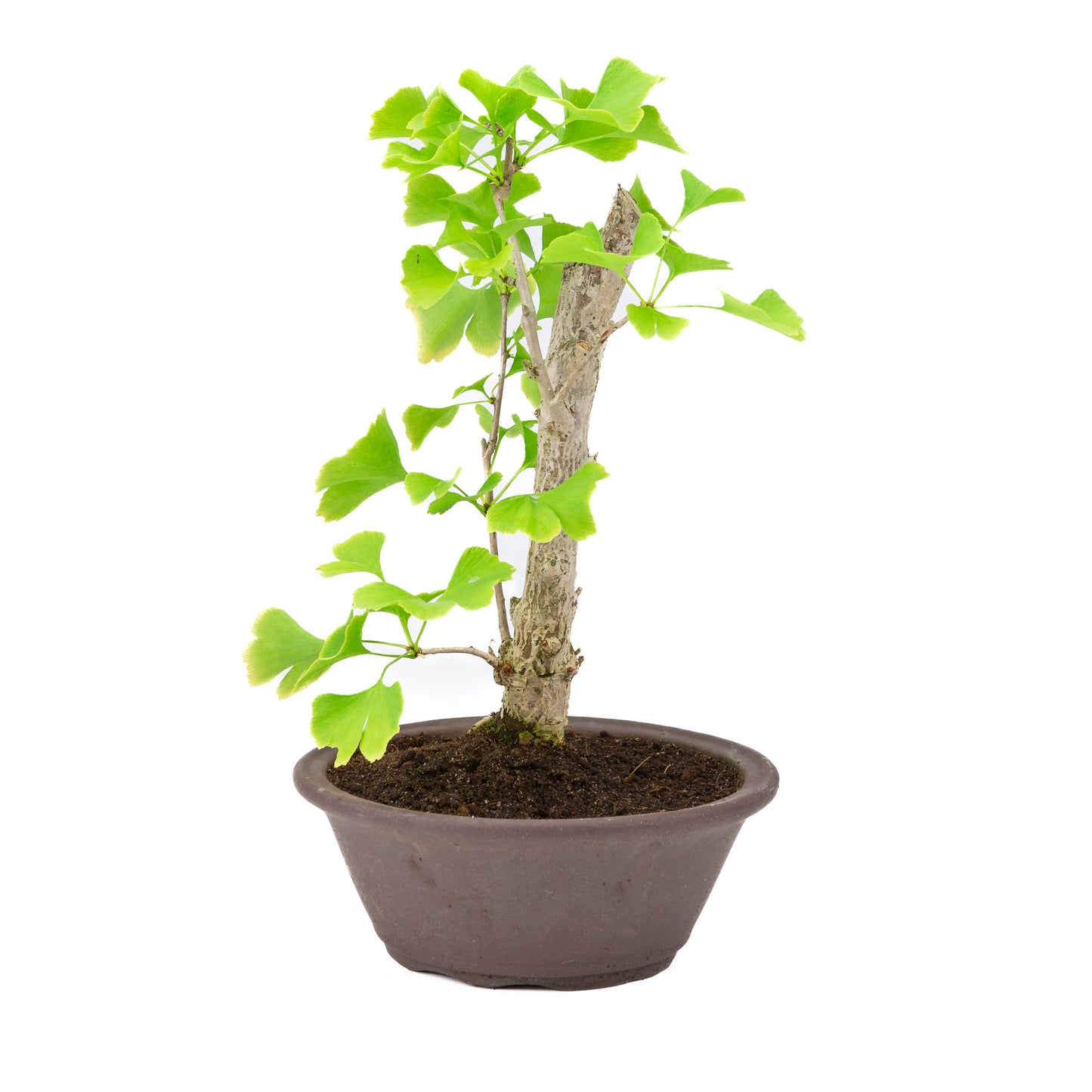 Ginkgo biloba pot rond brun 25 cm, hauteur ~46 cm