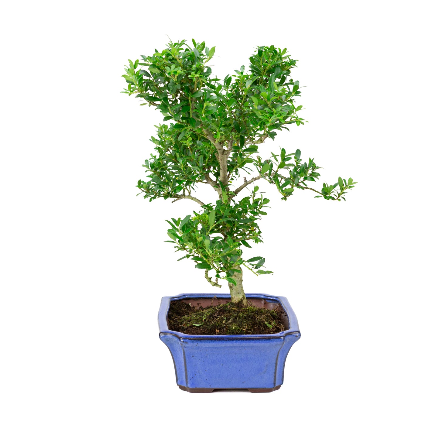 Ilex crenata pot bleu 24 cm, hauteur ~43 cm
