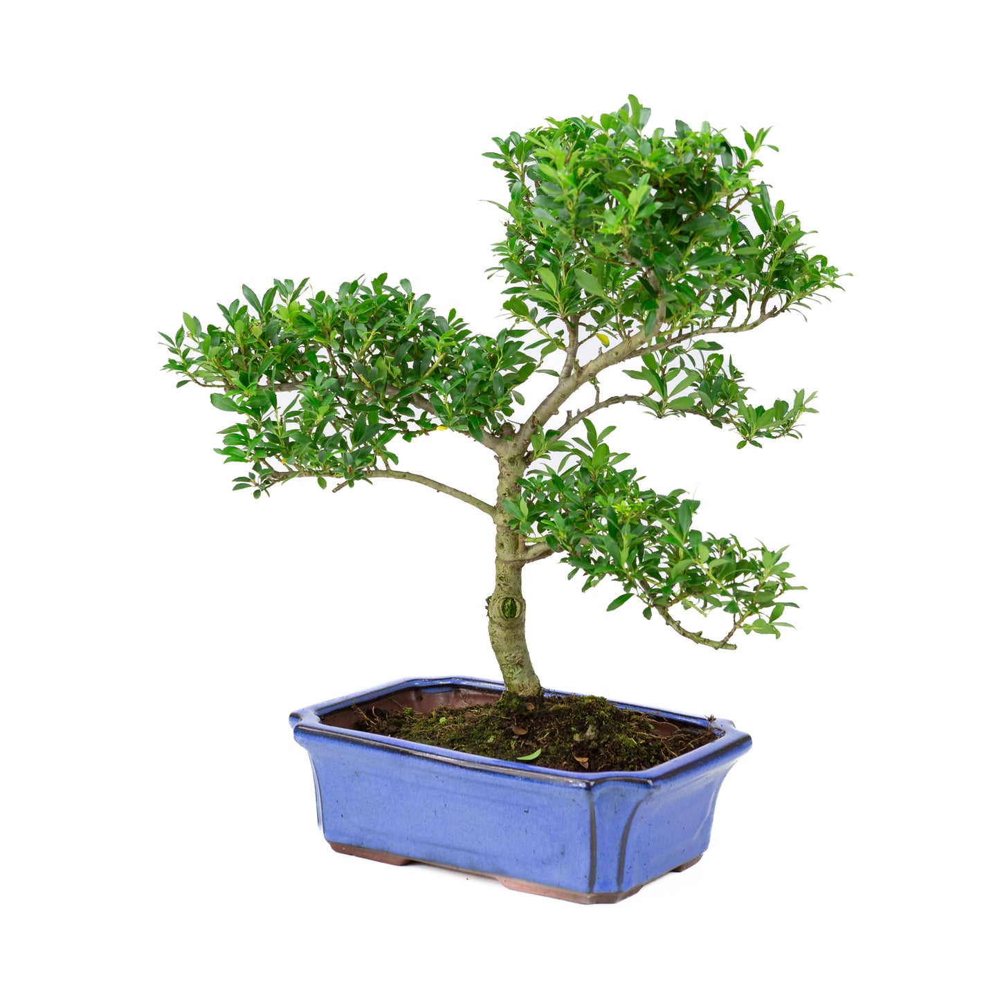 Ilex crenata pot bleu 24 cm, hauteur ~43 cm
