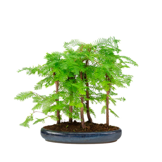 Metasequoia groupe 5 pot ovale 29 cm, hauteur ~35 cm