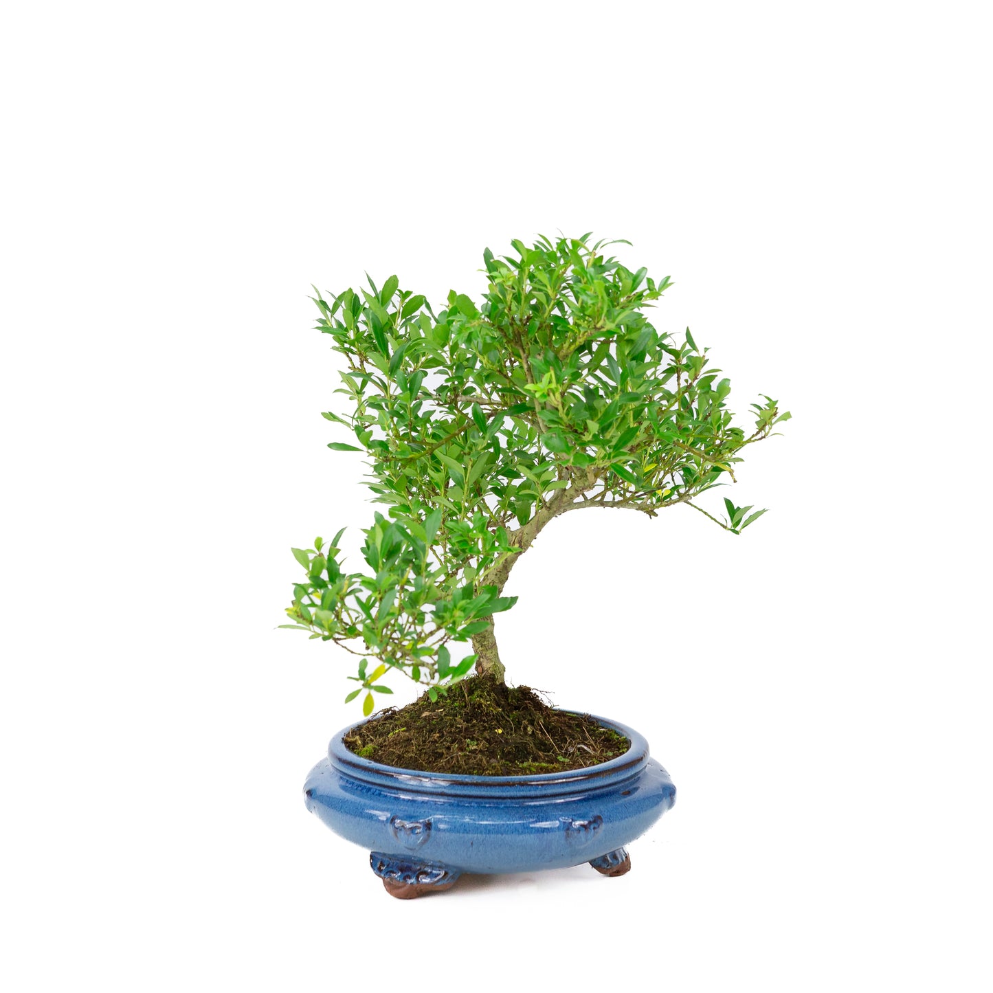 Ilex crenata pot rond bleu 23 cm, hauteur ~43 cm