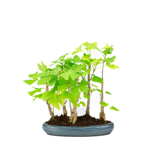 Bonsaï d'extérieur Ginkgo biloba groupe 5 pot ovale 29 cm, hauteur ~35 cm