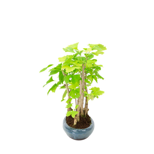 Ginkgo biloba groupe 5 pot ovale 29 cm, hauteur ~35 cm