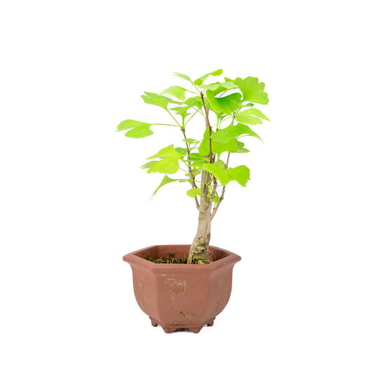 Bonsaï Ginkgo biloba pot hexagonal brun 17 cm, hauteur 52 cm