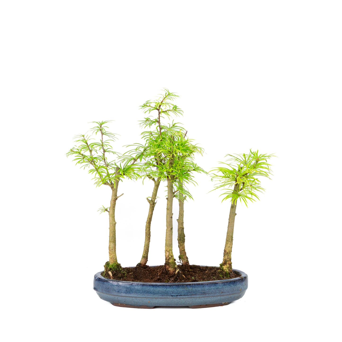 Bonsaï d'extérieur Pseudolarix amabilis pot ovale bleu forêt 29 cm