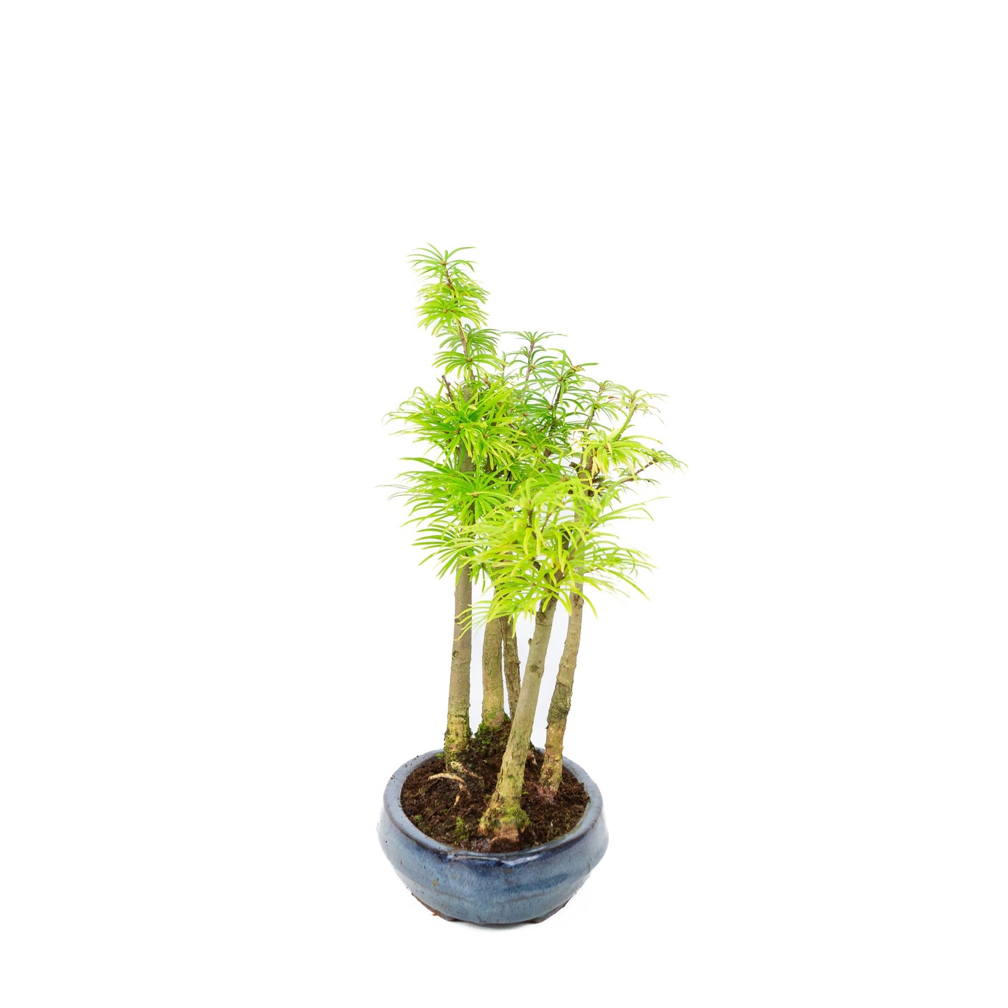 Pseudolarix amabilis en pot ovale bleu 25 cm, hauteur ~35 cm
