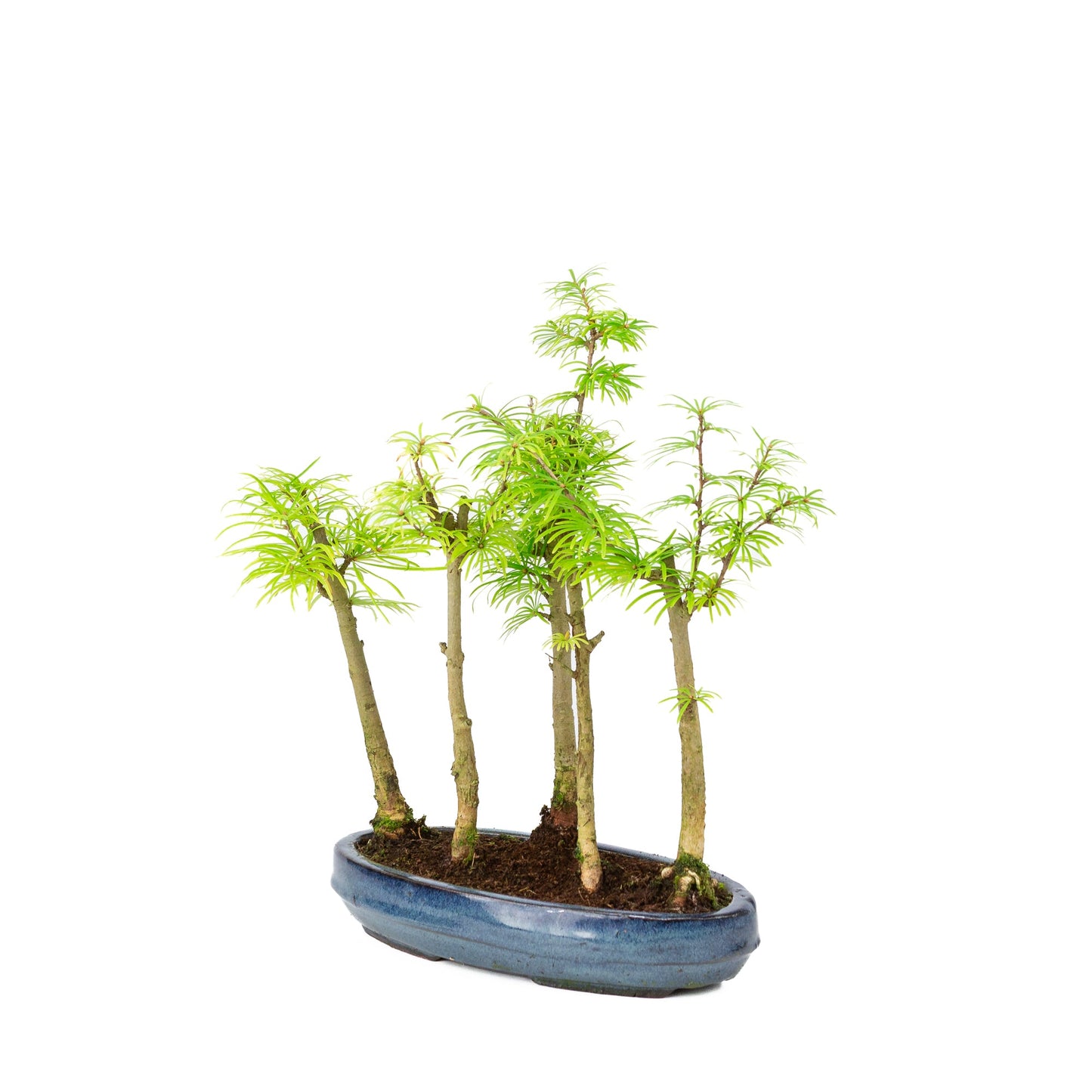 Pseudolarix amabilis en pot ovale bleu 25 cm, hauteur ~35 cm