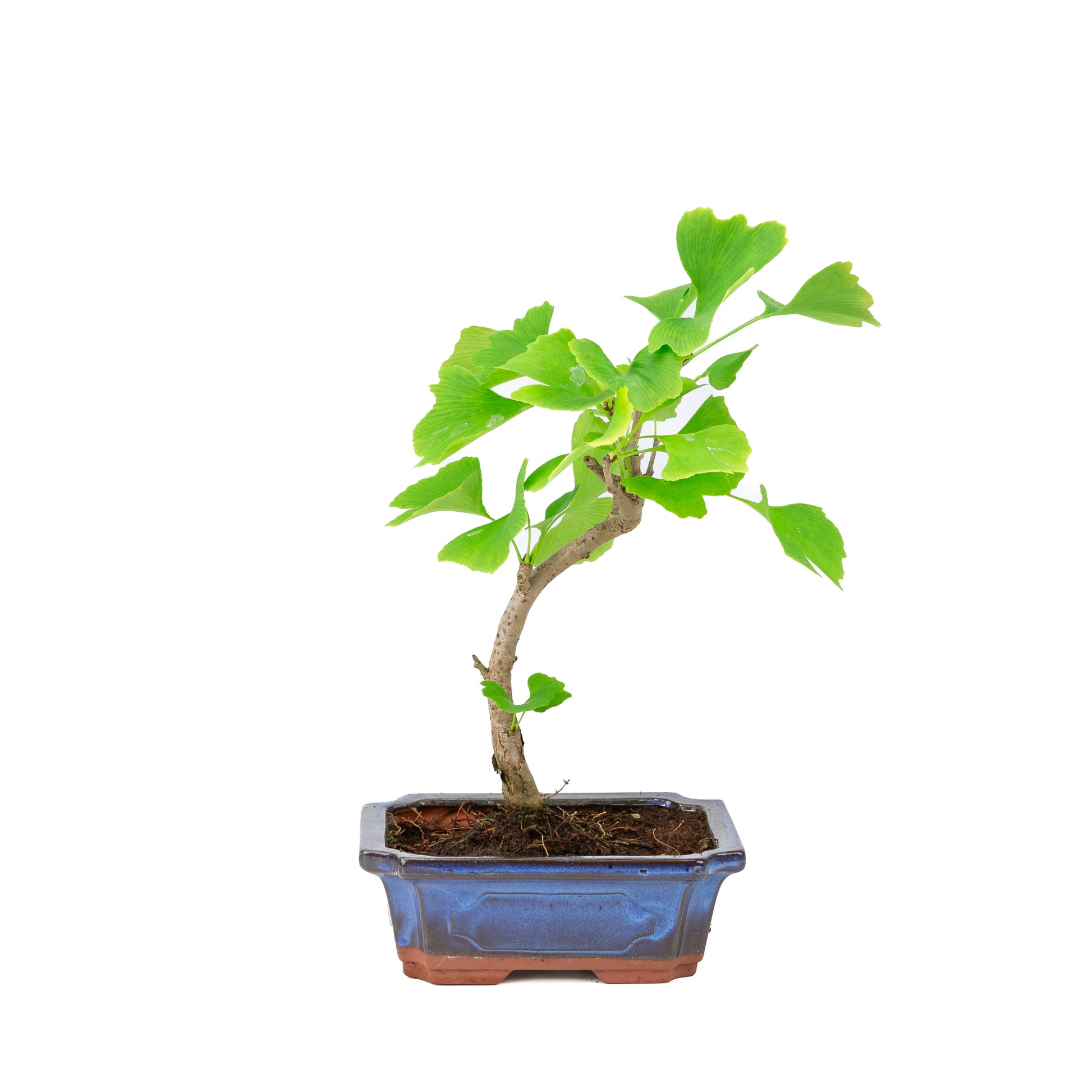Bonsaï Ginkgo biloba pot rectangulaire bleu 20 cm, hauteur 35 cm