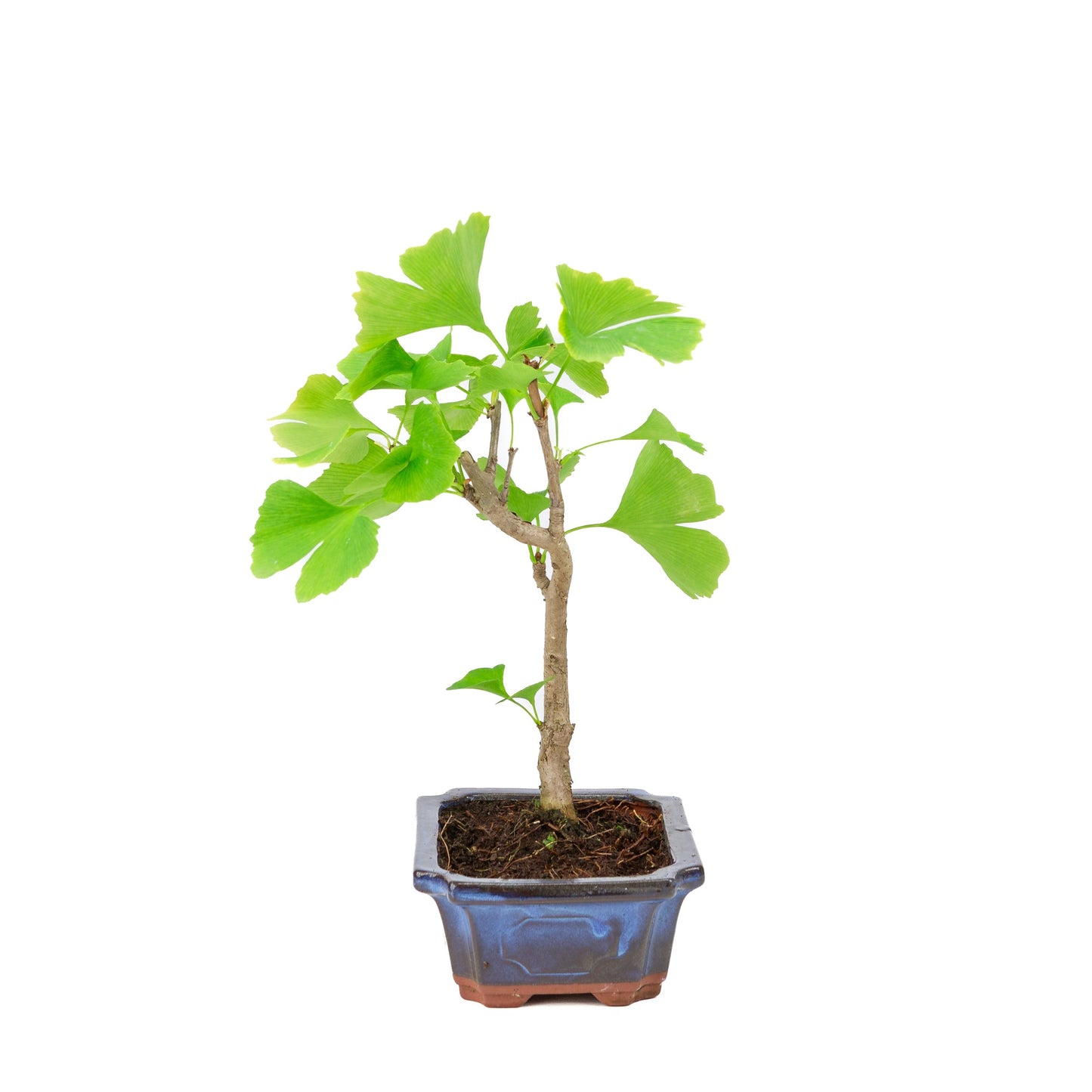 Ginkgo biloba pot rectangulaire bleu 18 cm, hauteur ~35 cm