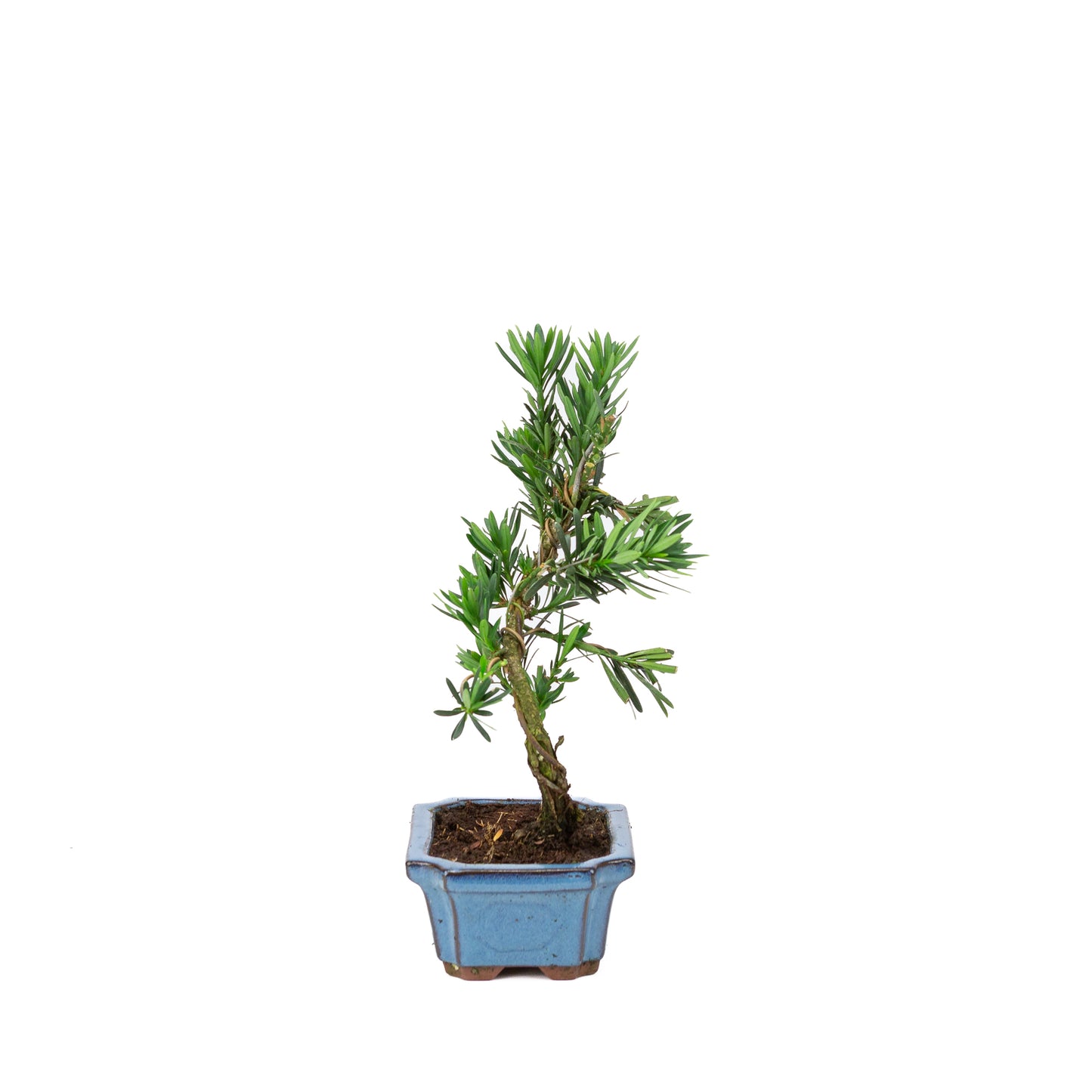 Podocarpus macrophylla pot rectangulaire bleu 15 cm