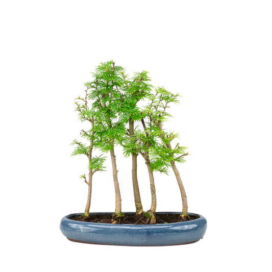 Bonsaï d'extérieur Pseudolarix amabilis pot ovale bleu forêt 29 cm