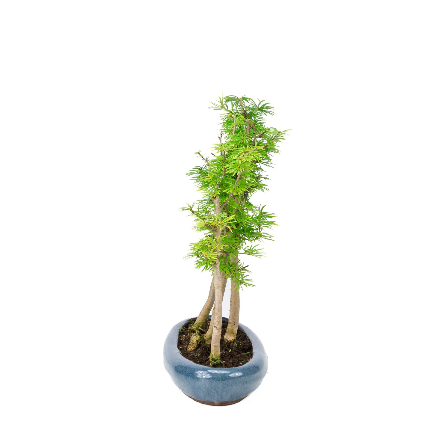 Pseudolarix amabilis forêt pot ovale bleu 30 cm, hauteur ~35 cm