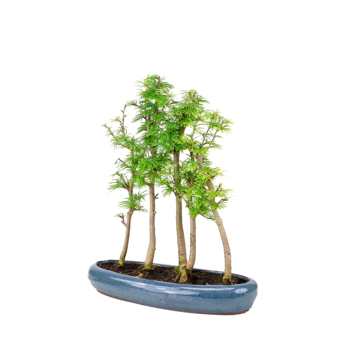 Pseudolarix amabilis forêt pot ovale bleu 30 cm, hauteur ~35 cm