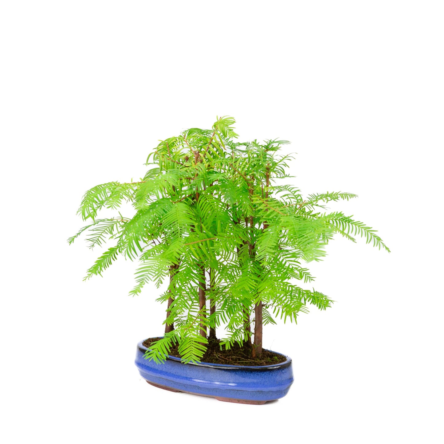 Metasequoia glyptostroboides groupe 5 pot ovale 22 cm, hauteur ~33 cm