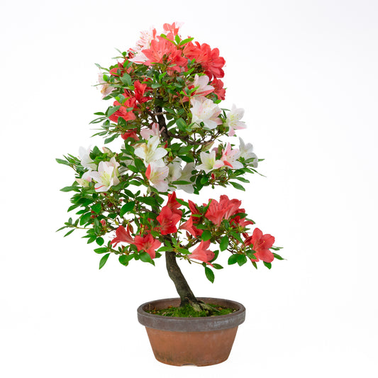 Rhododendron indicum 'Yume Monogatari' (azalée satsuki), hauteur ~62cm