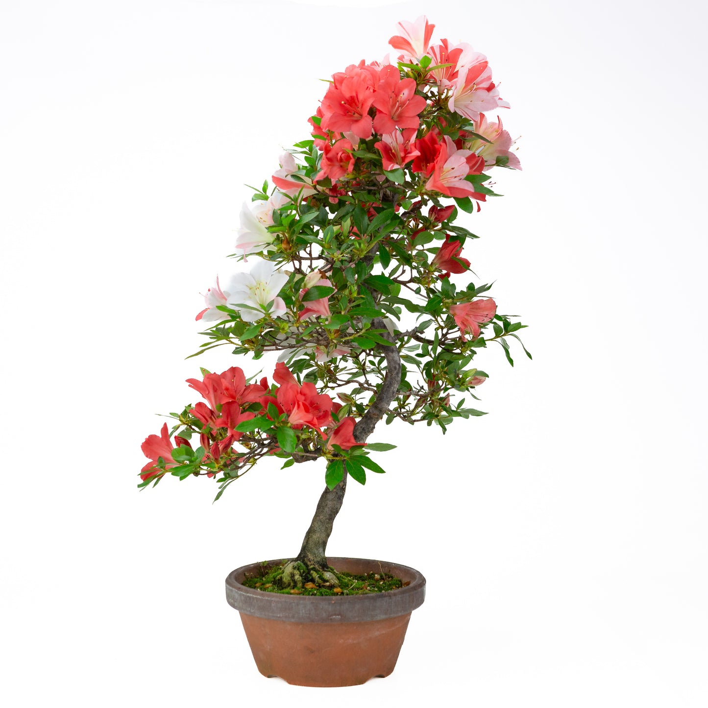 Rhododendron indicum 'Yume Monogatari' (satsuki azalea), hoogte ~62cm