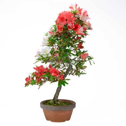Rhododendron indicum 'Yume Monogatari' (azalée satsuki), hauteur ~62cm