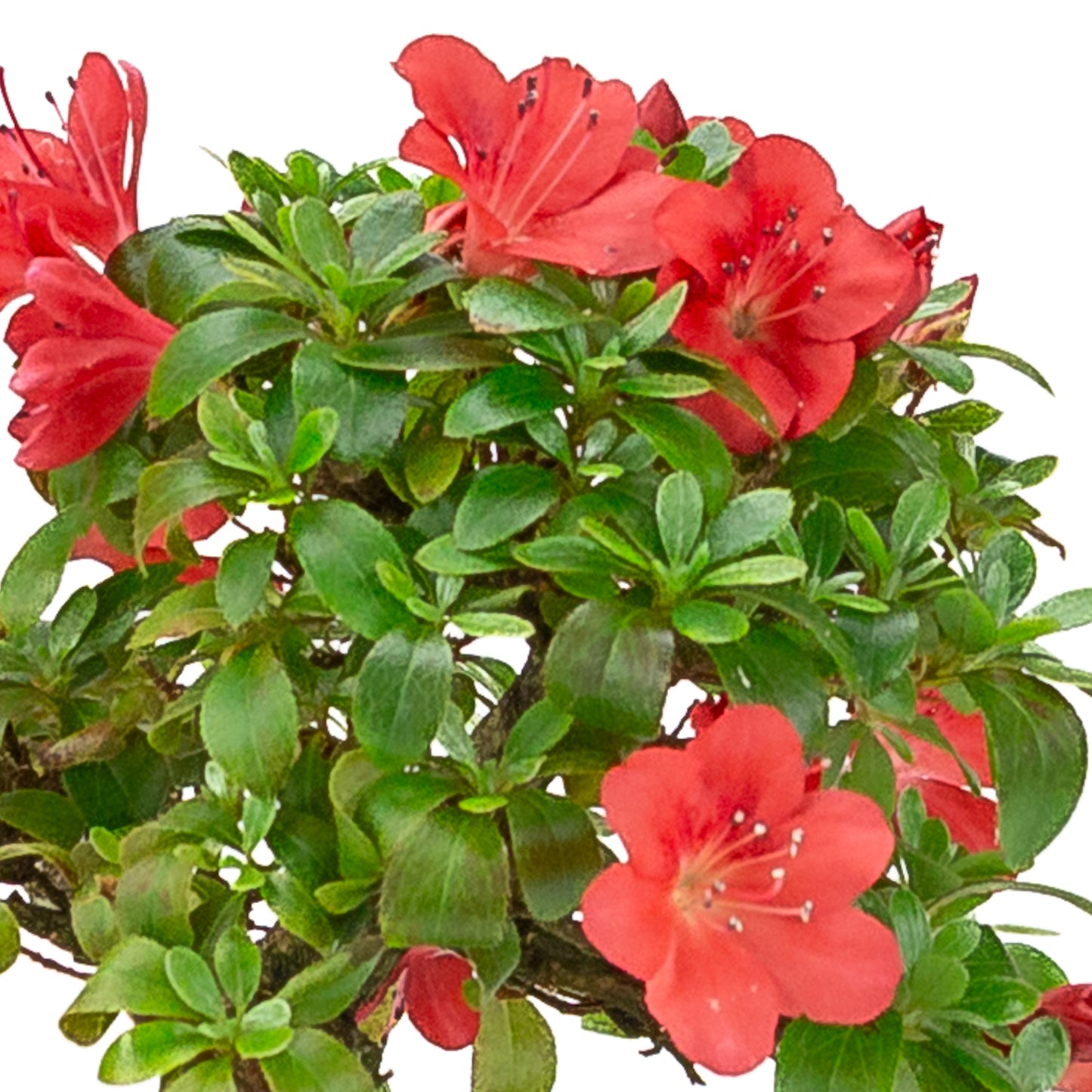 Rhododendron indicum (azalée satsuki), hauteur ~21cm