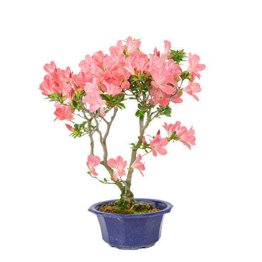 Rhododendron indicum 'Toki' (azalée satsuki), hauteur ~47cm
