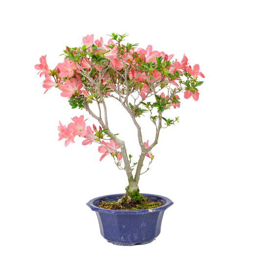Rhododendron indicum 'Toki' (azalée satsuki), hauteur ~47cm