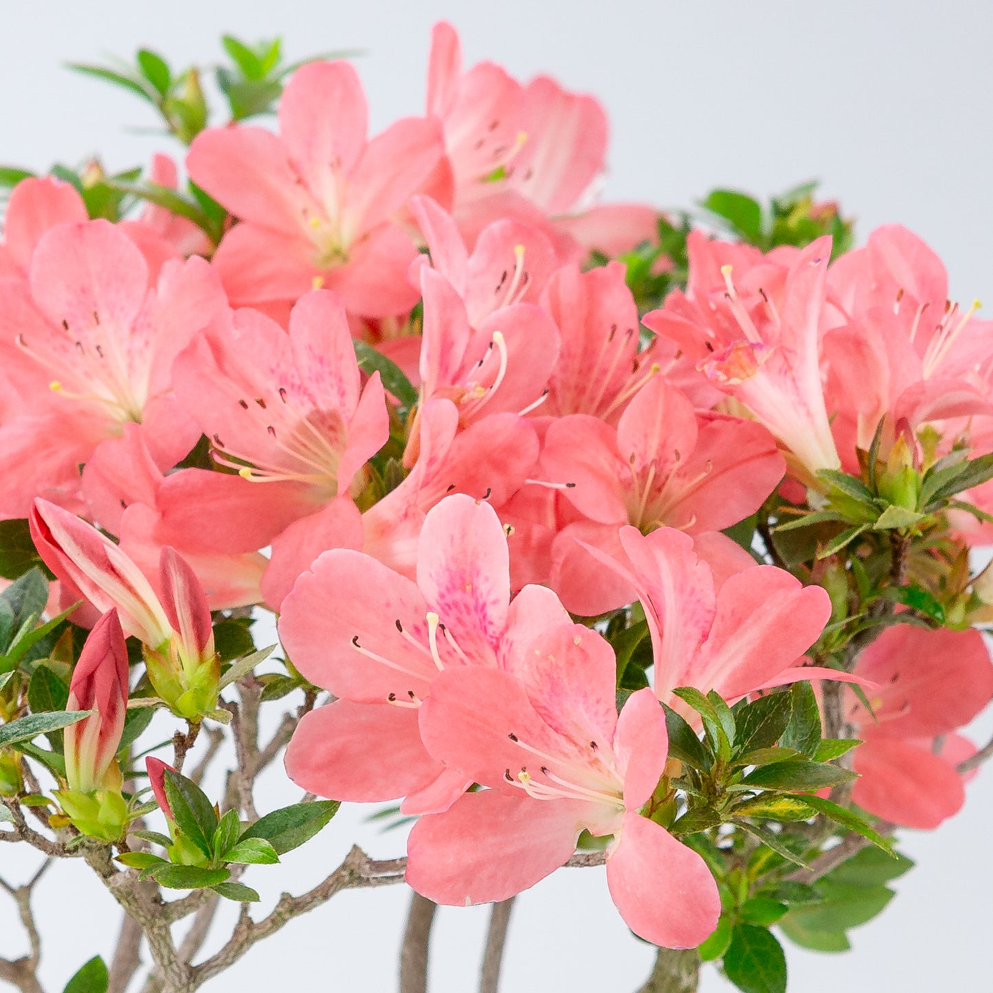 Rhododendron indicum 'Toki' (satsuki azalea), hoogte ~47cm