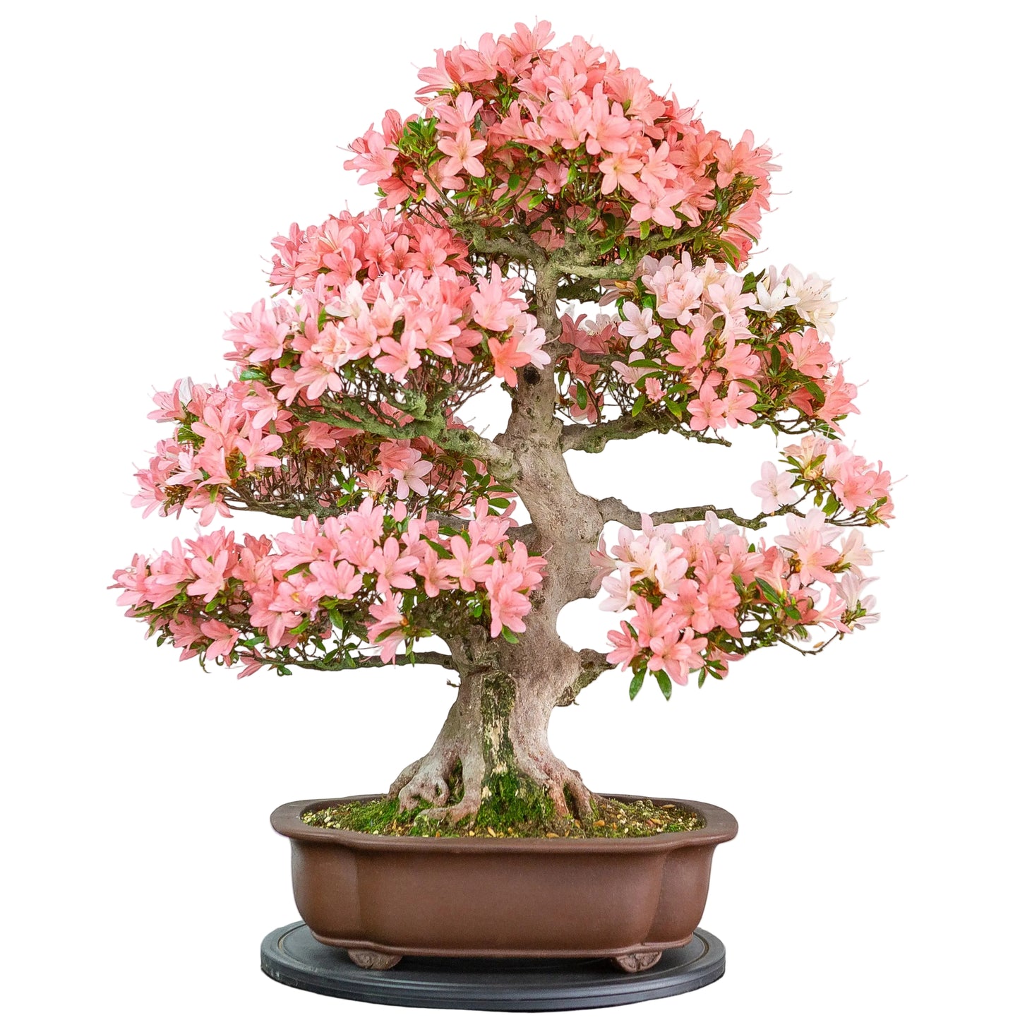 Rhododendron indicum (azalée satsuki), hauteur ~77cm