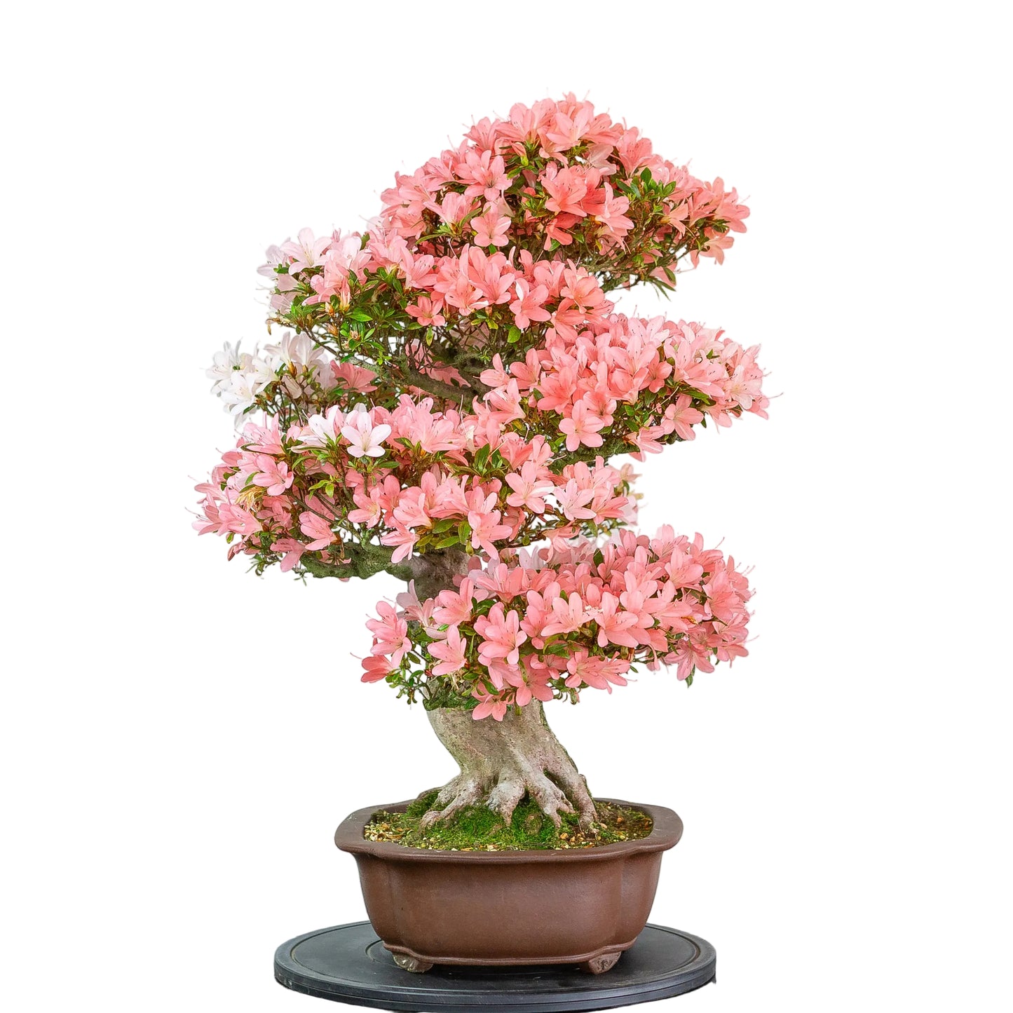 Rhododendron indicum (azalée satsuki), hauteur ~77cm