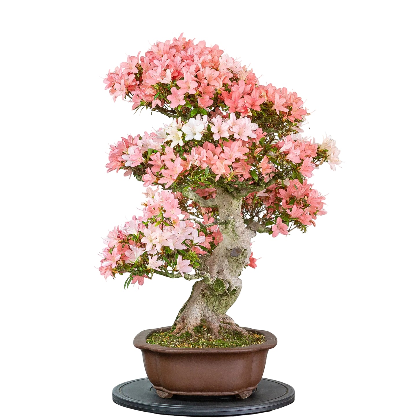 Rhododendron indicum (azalée satsuki), hauteur ~77cm