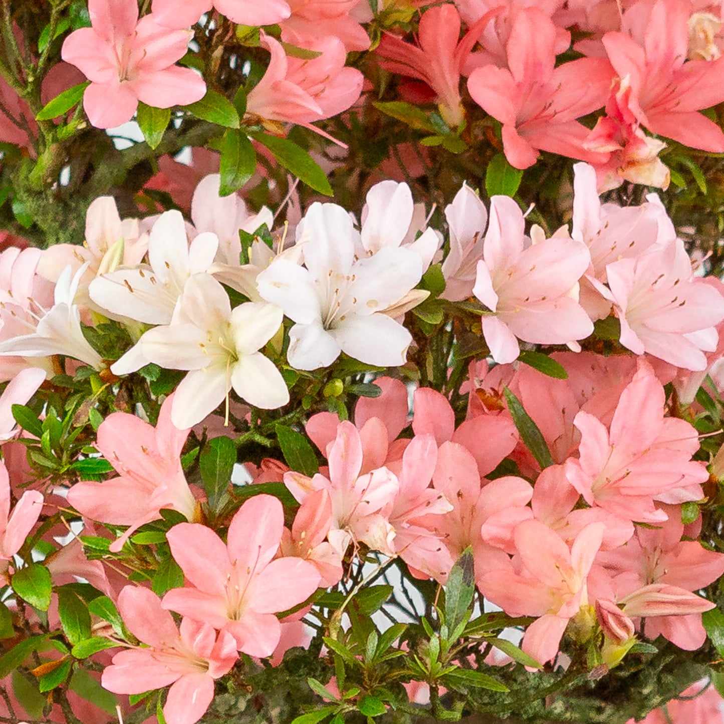 Rhododendron indicum (azalée satsuki), hauteur ~77cm