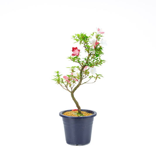 Rhododendron indicum 'Yubi no Kagayaki' (azalée satsuki), hauteur ~56cm