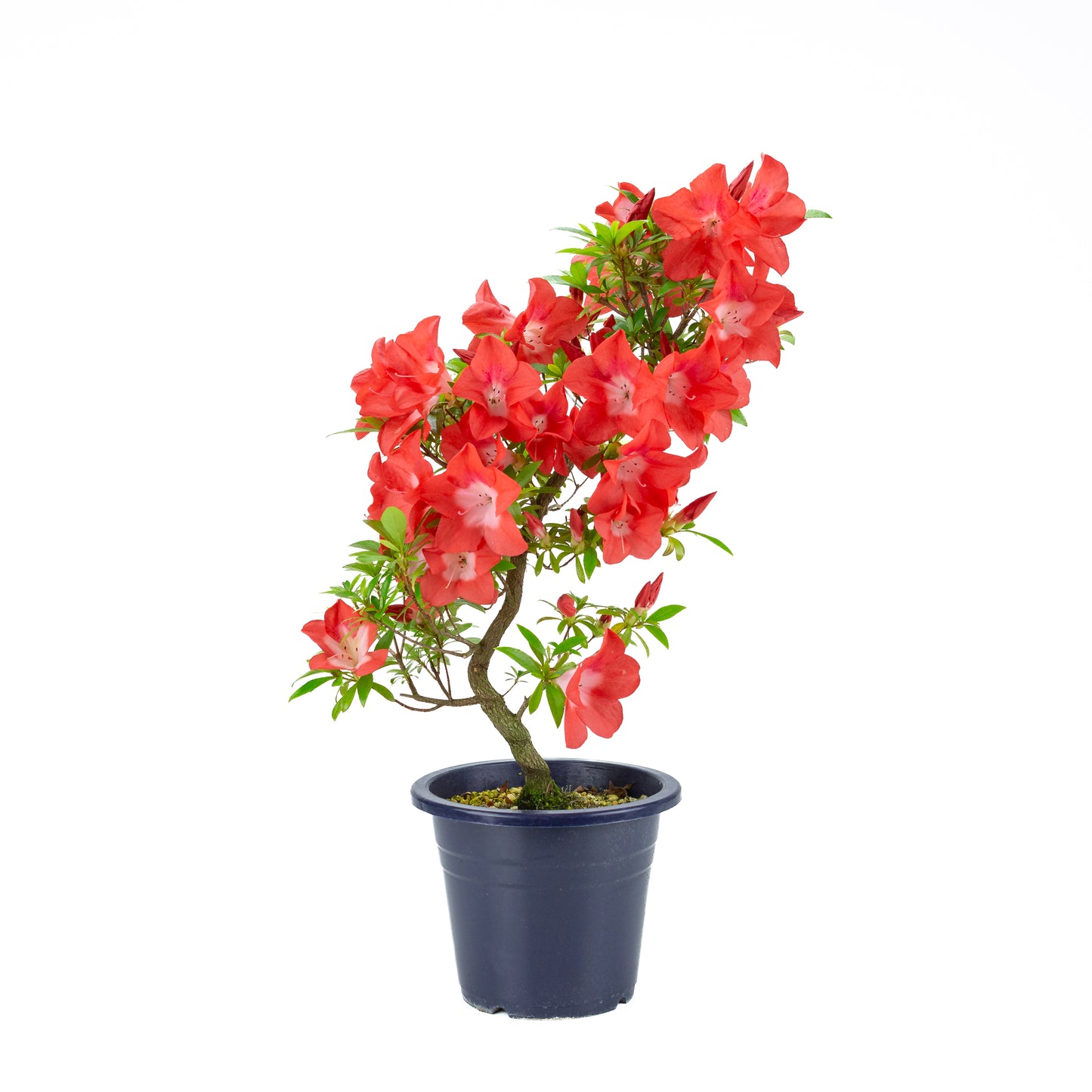 Rhododendron indicum 'Umihotaru' (satsuki azalea), hoogte ~56cm
