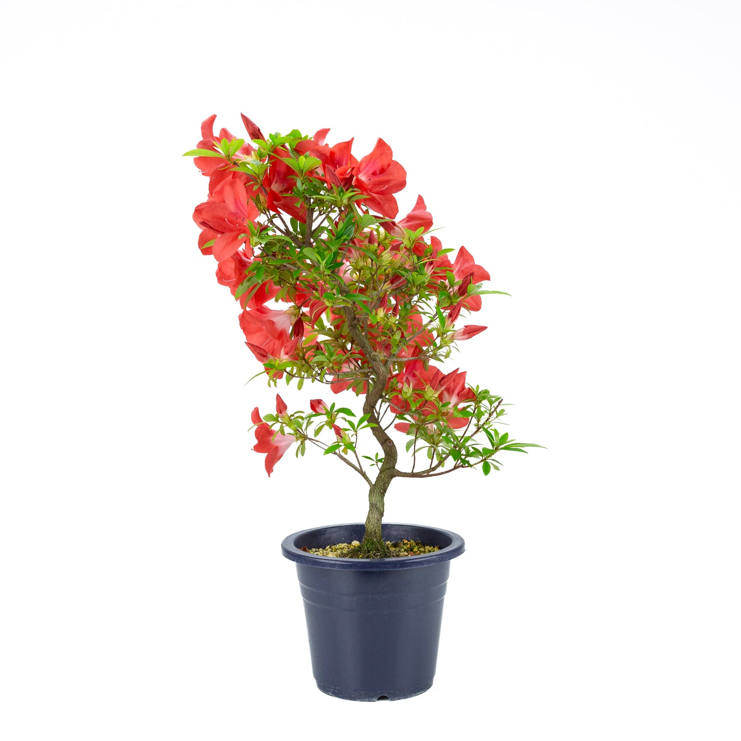 Rhododendron indicum 'Umihotaru' (satsuki azalea), hoogte ~56cm