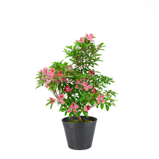 Rhododendron indicum 'Hatsukoi' (azalée satsuki), hauteur ~54cm