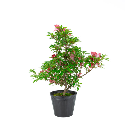 Rhododendron indicum 'Hatsukoi' (azalée satsuki), hauteur ~54cm