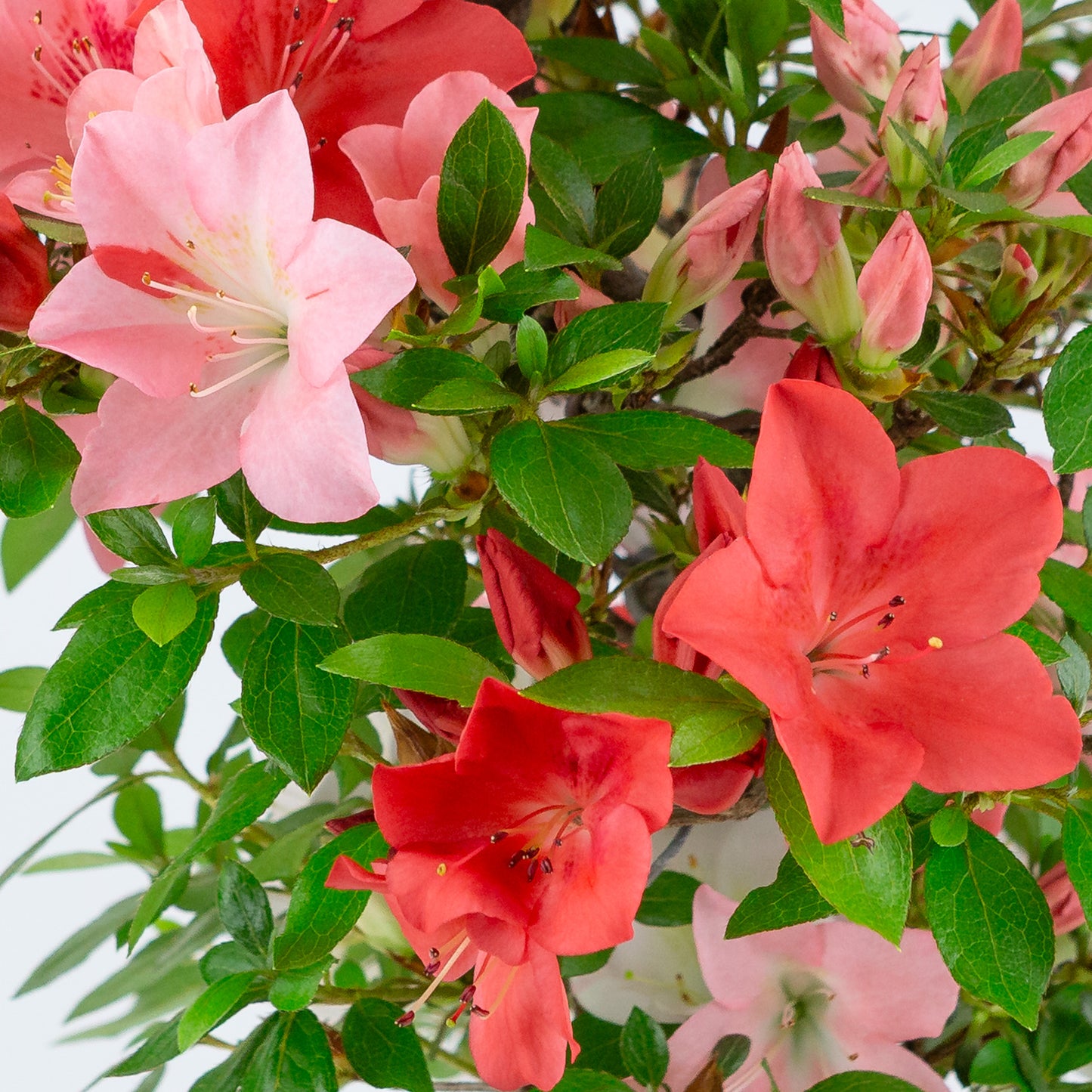 Rhododendron indicum 'Yumekoyo' (satsuki azalea), hoogte ~58cm