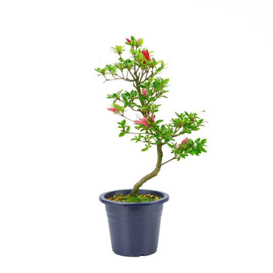 Rhododendron indicum 'Kangiten' (azalée satsuki), hauteur ~56cm