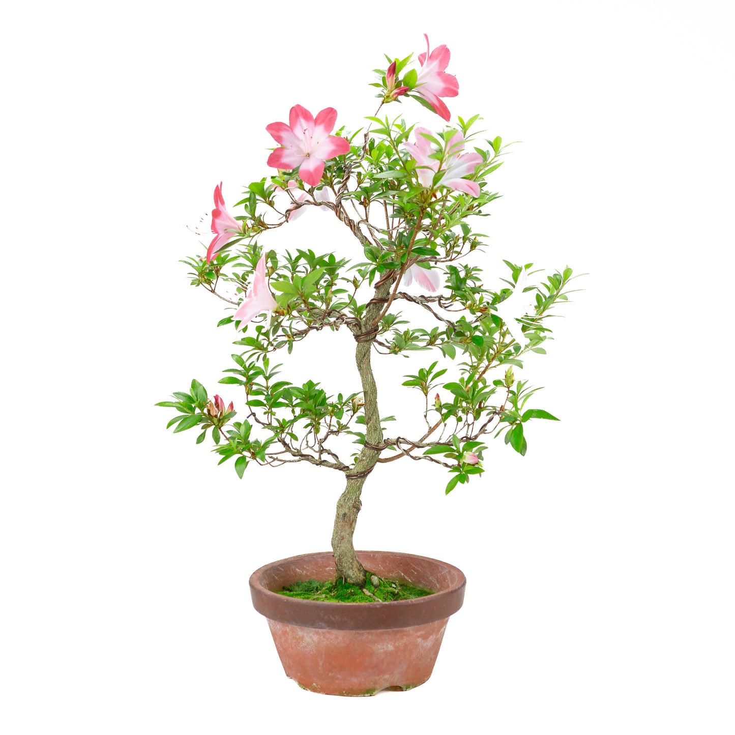 Rhododendron indicum 'Hatsukoi' (azalée satsuki), hauteur ~62cm