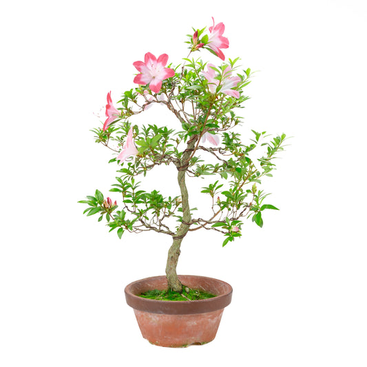 Rhododendron indicum 'Hatsukoi' (azalée satsuki), hauteur ~62cm